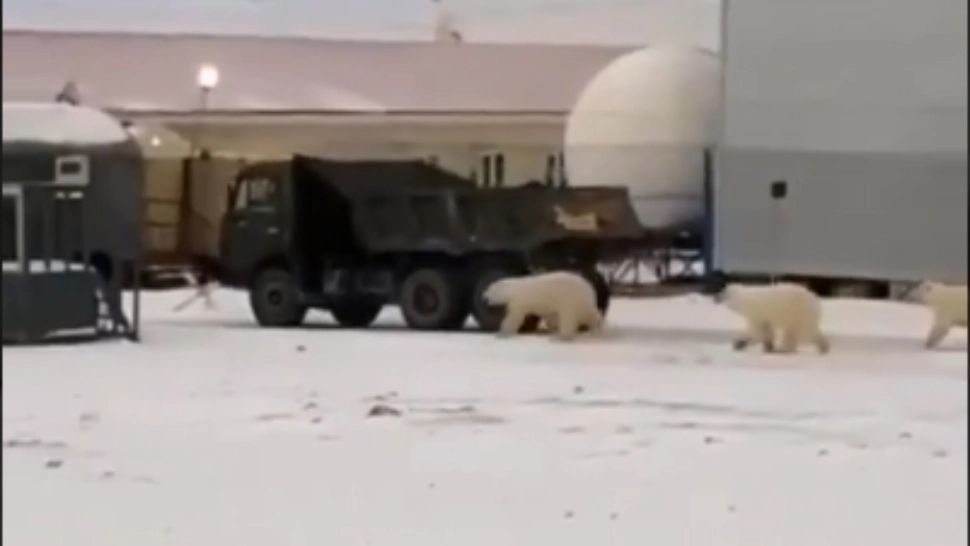 VIDEO Mașină de gunoi, atacată de urși polari