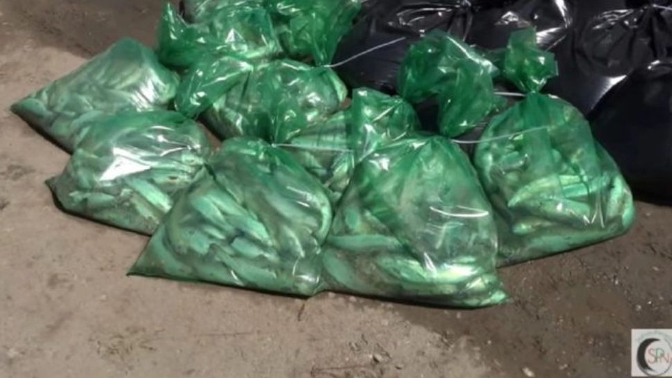 Dosare penale după dezastrul ecologic de pe Râul Bicaz. Tot peștele de la păstrăvăriile din zonă a murit