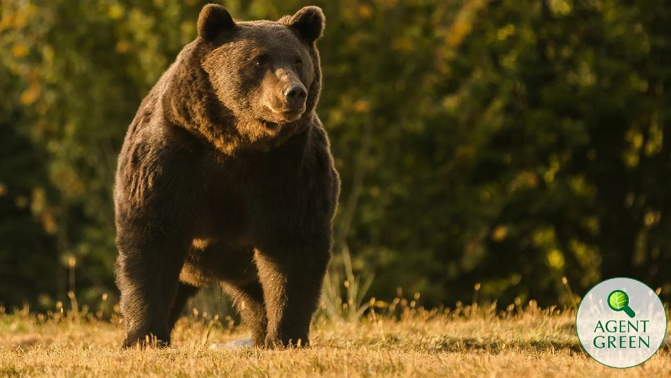 SCANDAL după ce Arthur, cel mai mare urs din UE, a fost UCIS în România de un prinț austriac - Acuzații de braconaj pentru vânătorii de trofee