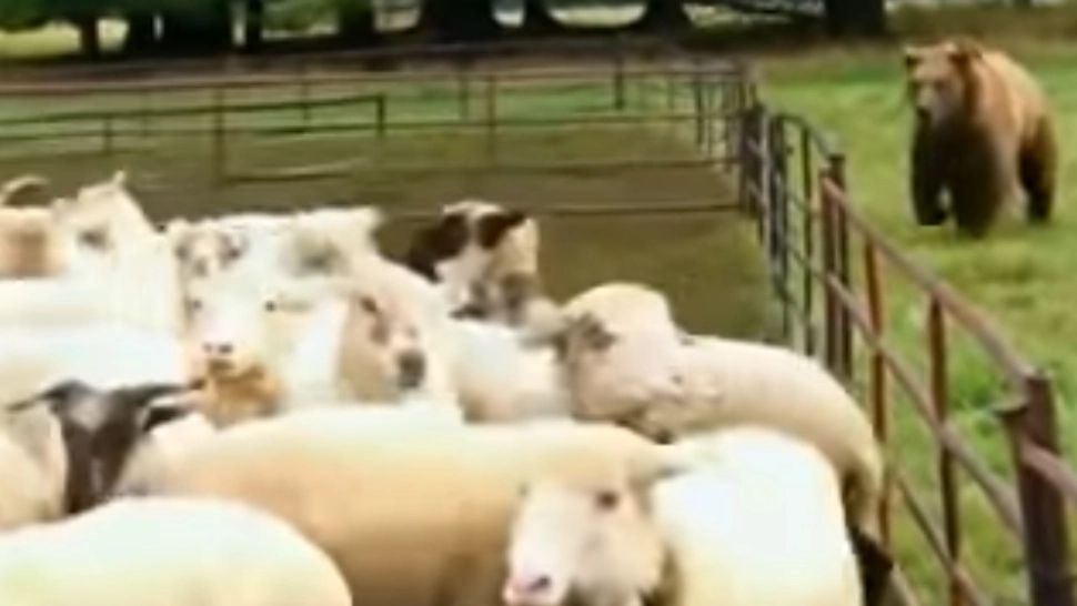 Alertă de urs în județul Covasna! Animalele din gospodăria unui localnic, speriate