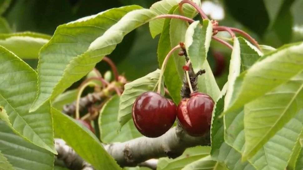 Producția renumitelor cireșe de Comarna, compromisă de vreme