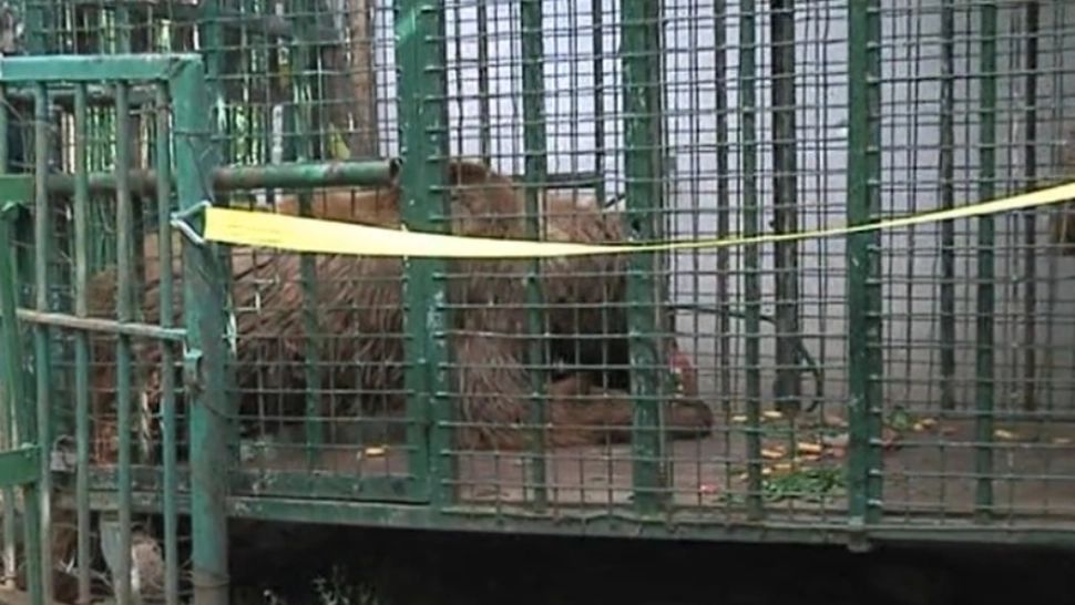 Mai multe animalele sălbatice, printre care și urși, ținute captive, în județul Maramureș! Au loc percheziții 