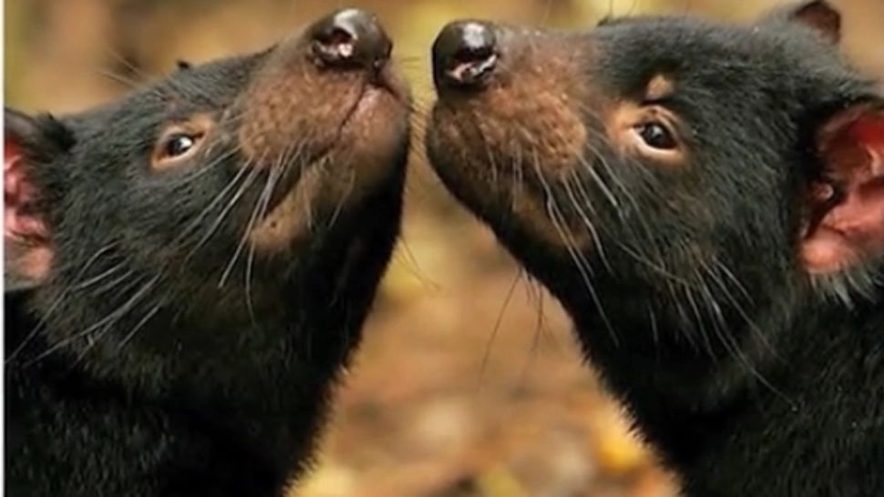 Au vrut să salveze diavolii tasmanieni, dar nu s-au așteptat la CONSECINȚE: Populația locală de pinguini a fost UCISĂ