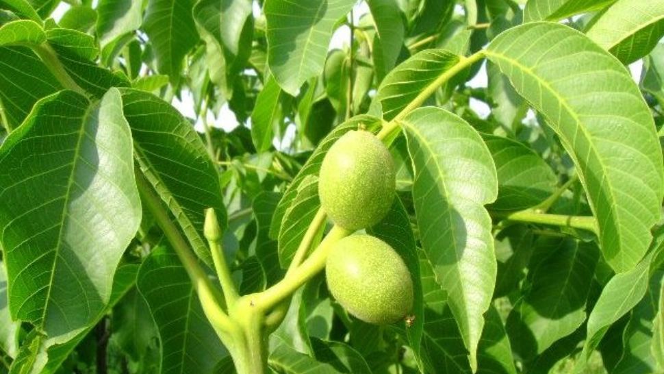 RUSALII 2021. De ce trebuie să aduni frunze de nuc și de tei în această perioadă 