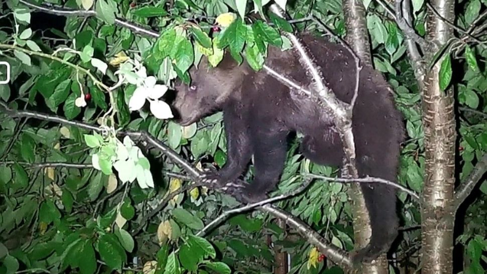 Ursul a dat iama în cireşele unei familii din Săcele. Poliţiştii şi jandarmii n-au făcut nimic, animalul a plecat când s-a săturat 