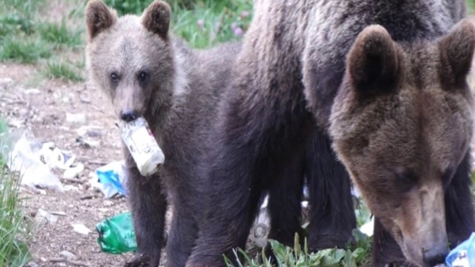 Alertă în Băile Tușnad: 5 apeluri la 112, în ultimele 24 de ore, prin care a fost semnalată prezența urșilor