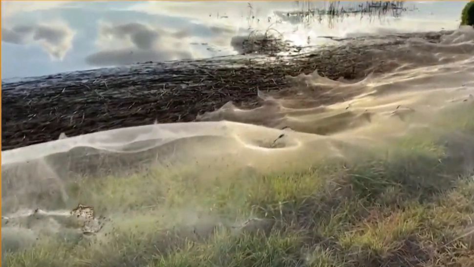 VIDEO | Imagini spectaculoase: pânze de păianjen URIAȘE, de peste 1 kilometru, în Australia