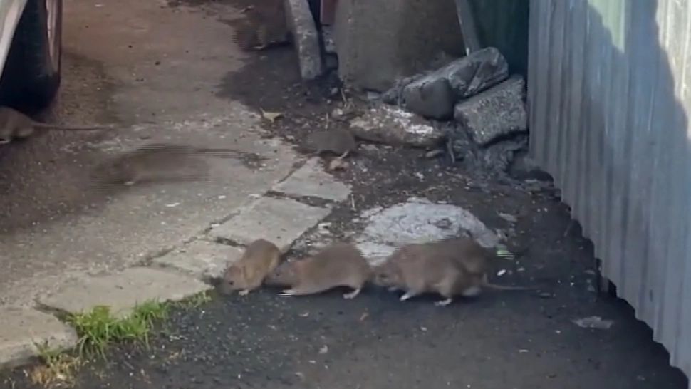 INVAZIE de șobolani în centrul Clujului. Oamenii sunt ÎNGROZIȚI