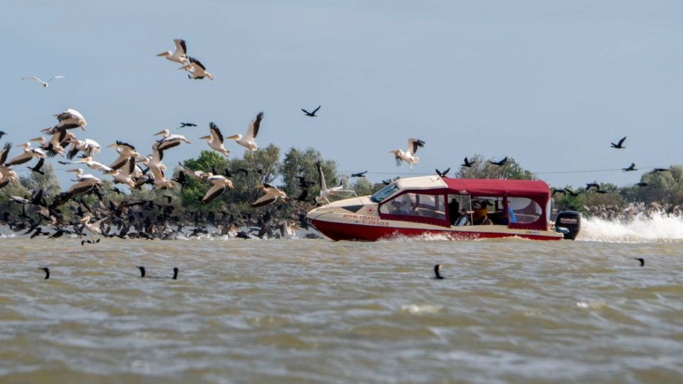 Stol de pelicani, lovit în plin de o barcă -  imaginile, virale pe net. Cum a reacționat ARBDD
