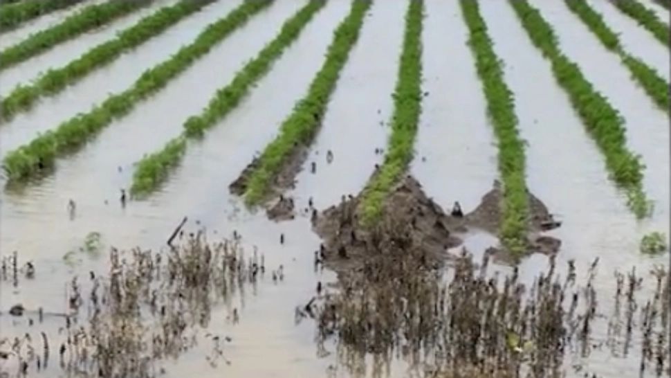 Nu toți fermierii se plâng de ploile care au făcut prăpăd: Au făcut mai mult bine decât rău