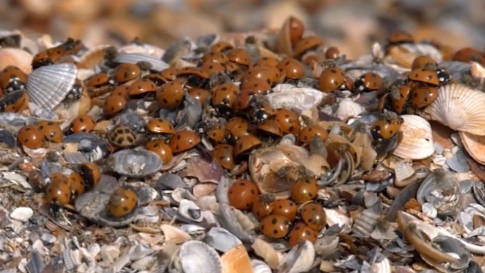 Litoralul românesc, invadat de gărgărițe. Cum îi afectează acest lucru pe turiști