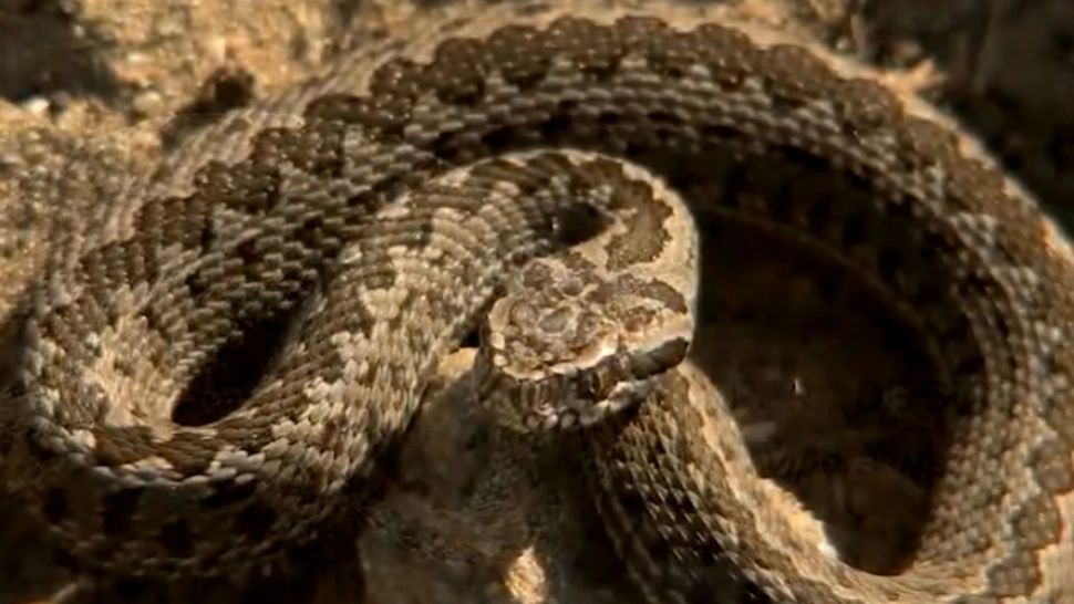 Vipera de stepă, specie aflată pe cale de dispariție, descoperită în zona Buzăului. Cum arată şi cât este de PERICULOASĂ