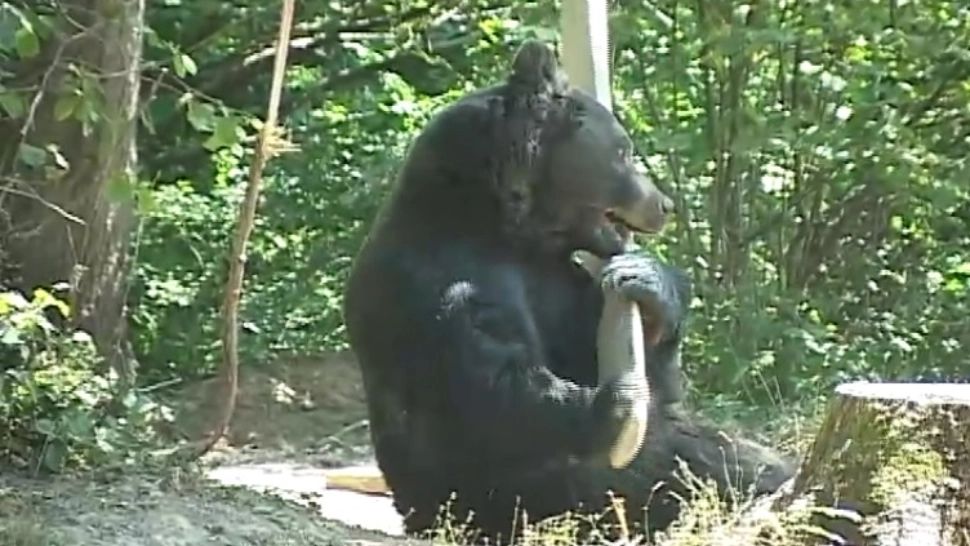 Momente de groază, într-un parc din Sinaia: adolescentă ATACATĂ DE URS