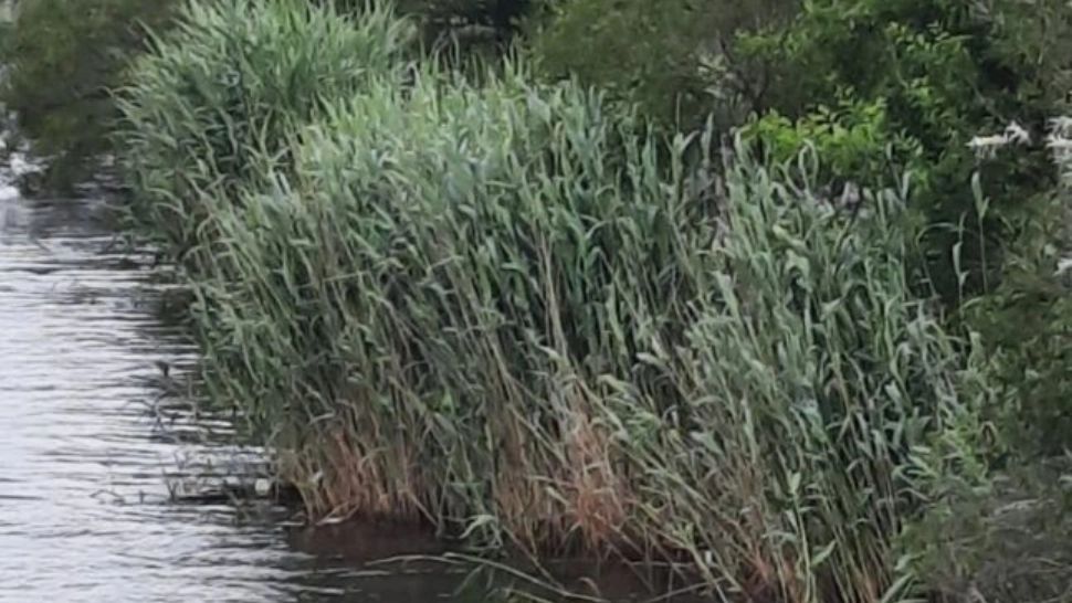 Descoperire ÎNFIORĂTOARE în canalul Dunăre-Marea Neagră - Ce au găsit scafandrii