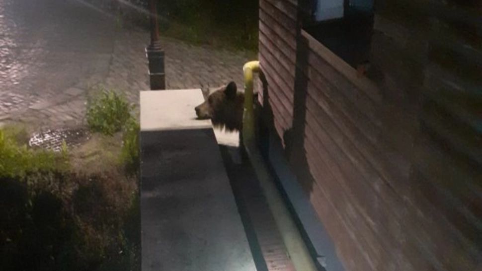 ALERTĂ de urs în județul Harghita: 3 apeluri la 112 în ultimele 24 de ore