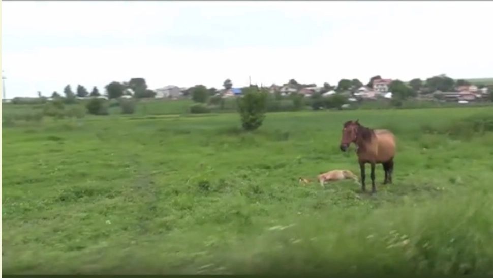 Cruzime fără margini - Doi bărbați, reținuți după și-au omorât în bătaie calul. Motivul este HALUCINANT