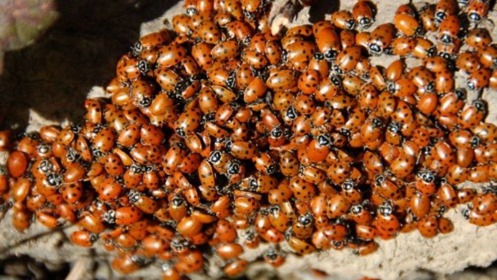 VIDEO Plajele litoralului românesc, invadate de buburuze. Care este explicația specialiștilor