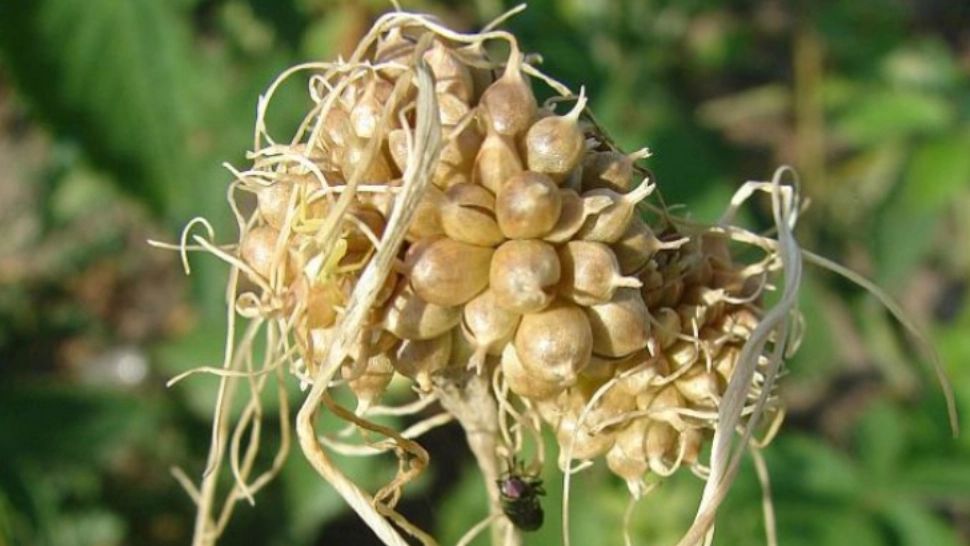 Leguma uitată a românilor: francezii o caută prin fermele noastre și o exportă pe bani grei în SUA