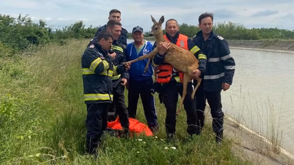 Operațiune spectaculoasă a pompierilor din Neamț pentru a salva o căprioară dintr-un canal - Imagini emoționante