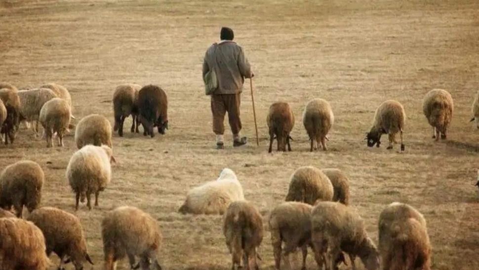 Cioban condamnat la 4 ani de închisoare, după ce a violat repetat un copil de 11 ani. Ce au descoperit procurorii