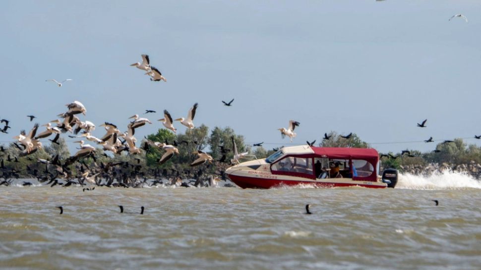 Dosar de cercetare penală în cazul ambarcaţiunii care a intrat într-o colonie de pelicani, în Delta Dunări