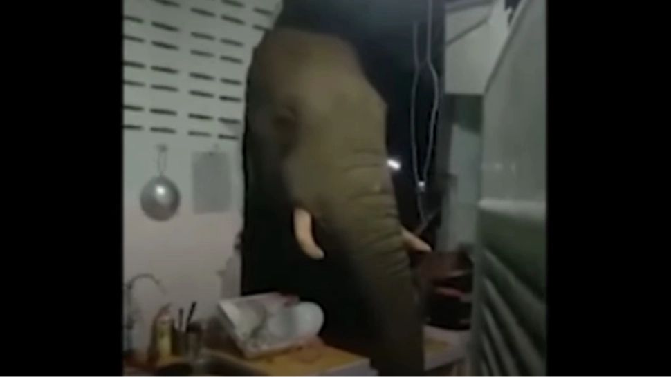 VIDEO | Un elefant, oaspete nepoftit la masă