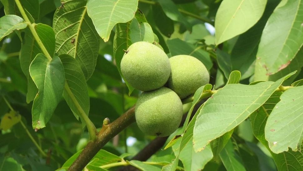 Efectul miraculos al ceaiului de frunze de nuc. Trebuie să îl încerci şi tu!