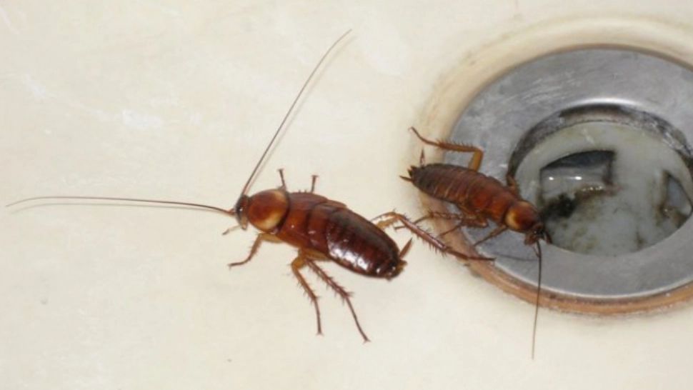 Metode naturale pentru a scăpa de gândacii de bucătărie - Soluții la care nu te-ai gândit până acum