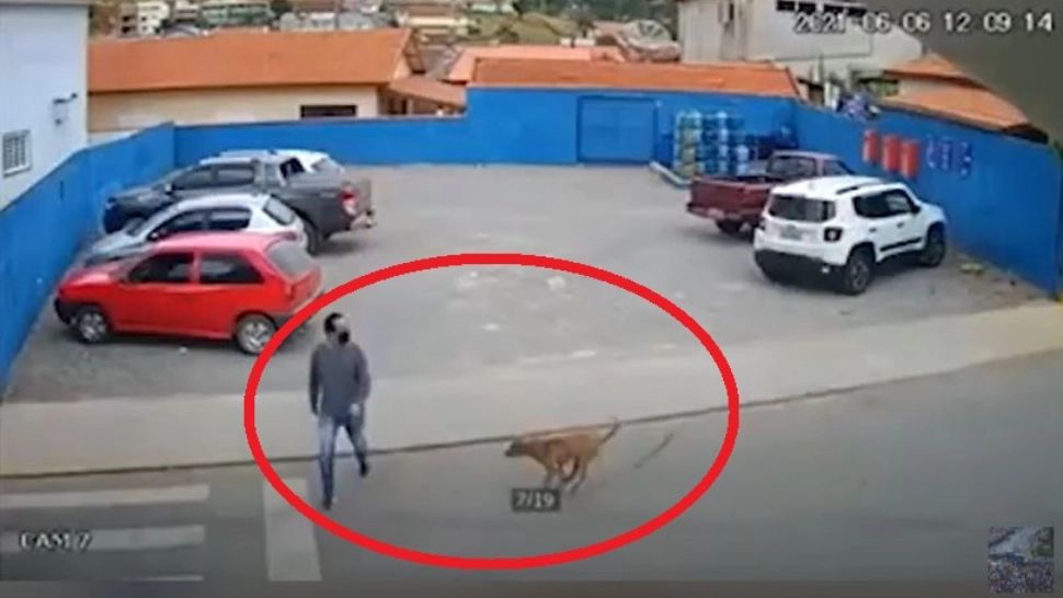 VIDEO ULUITOR - Un tânăr a fost lovit pe trecerea de pietoni de un...câine - Impactul a fost unul foarte puternic