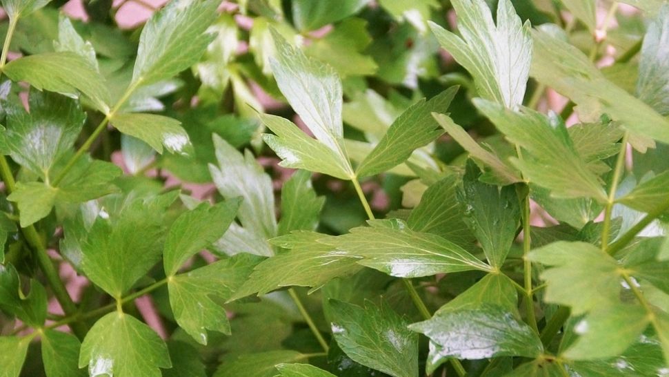 NU mai puneţi leuştean în ciorbă dacă suferiţi de această boală! Medicii trag un semnal de alarmă
