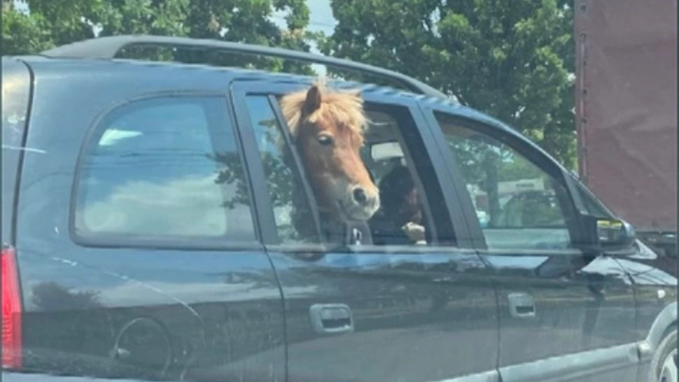 FOTO + VIDEO Ponei plimbat cu mașina, pe loc de pasager, prin centrul Iașiului