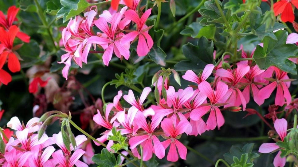 Vrei să ai MUŞCATE de invidiat în balcon? Urmează aceste sfaturi simple și ieftine, pentru o înflorire rapidă