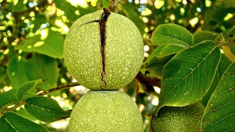 Ce se întâmplă dăcă plantezi un nuc. Este mai rău decât vă imaginaţi!