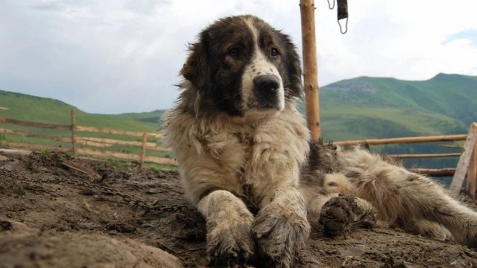 Bărbat găsit MORT pe câmp. Câinii i-au păzit trupul 15 ore, până a fost descoperit
