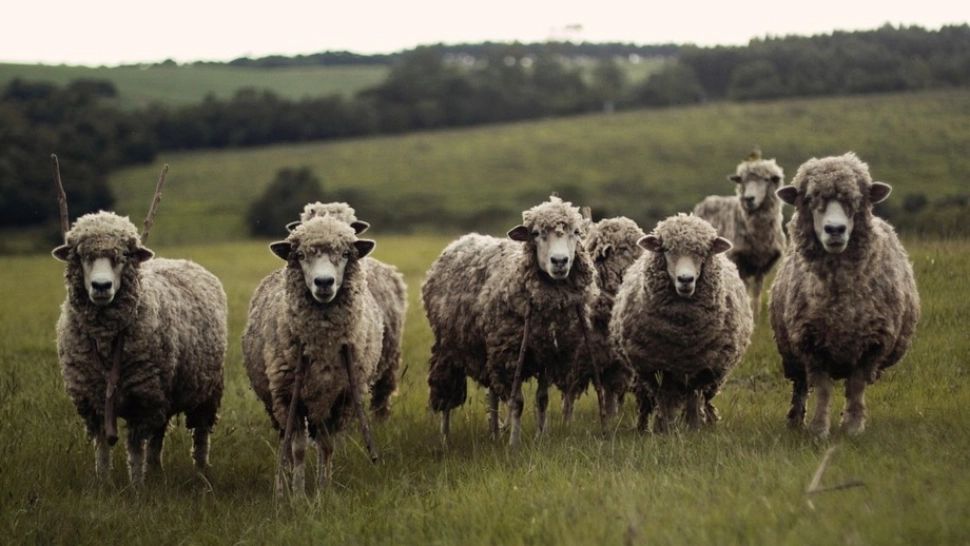 Răzbunarea ciobanului - ce a pățit angajatorul după ce a refuzat să-l plătească