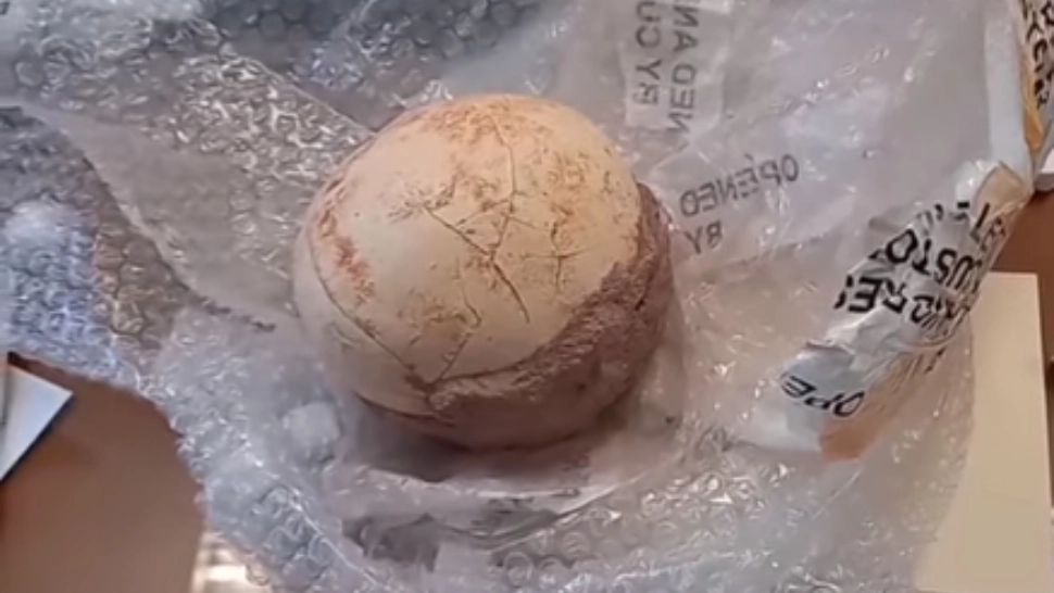 Captură INEDITĂ în vamă: ou de dinozaur, confiscat pe un aeroport din Italia. De unde provenea VIDEO