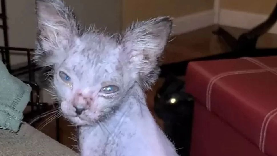 VIDEO – Credeau că e un pui de pisică bolnav. Când a crescut însă și-au dat seama că era cu totul altceva – Înspăimântător