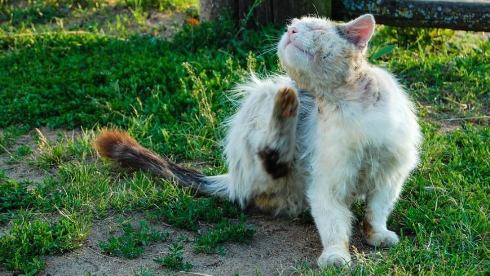 Cum să scapi de PURICII din casă DEFINITIV, într-o singură zi, fără produse chimice