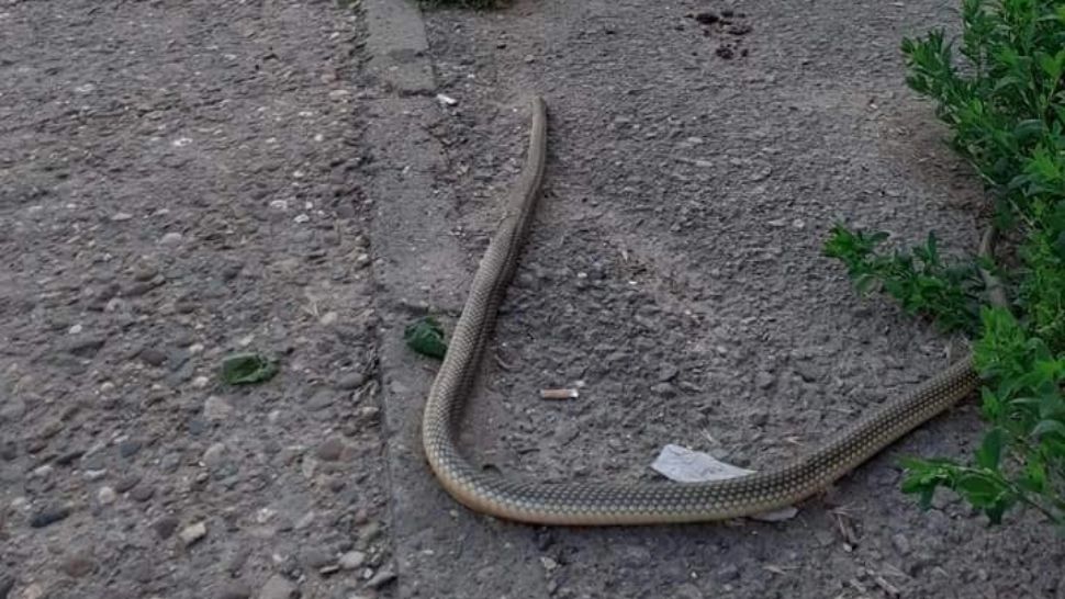 FOTO | Șerpi uriași pe străzile din Constanța și Mehedinți
