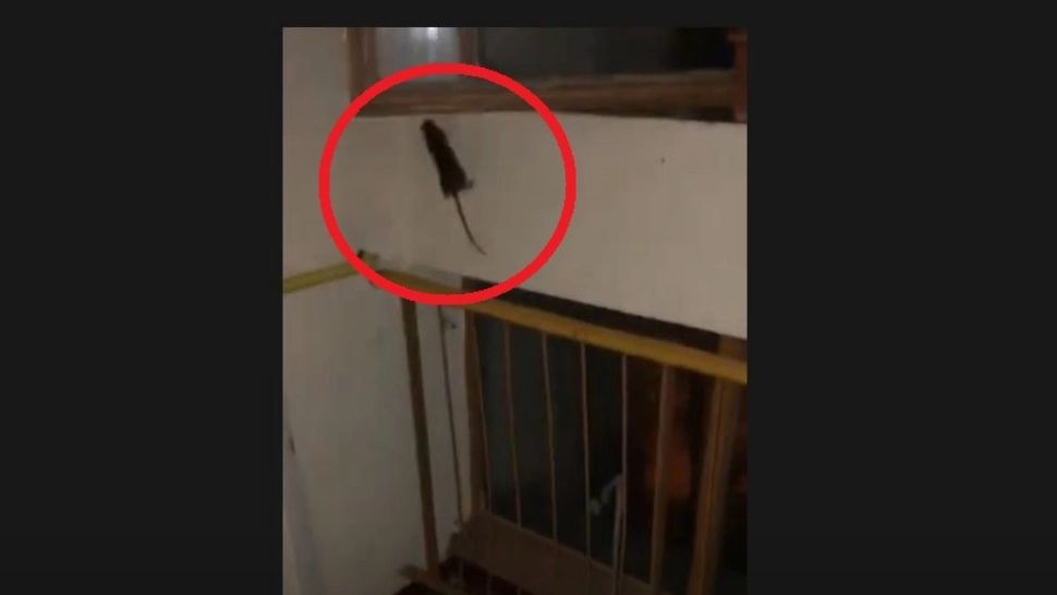 VIDEO - Bloc invadat de șobolani - Imagini revoltătoare, greu de privit