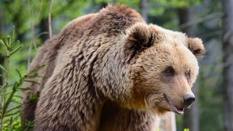 Bărbat atacat de urs în apropiere de Sfântu Gheorghe