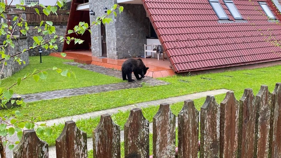 VIDEO | Urs filmat în curtea unei case din Sinaia