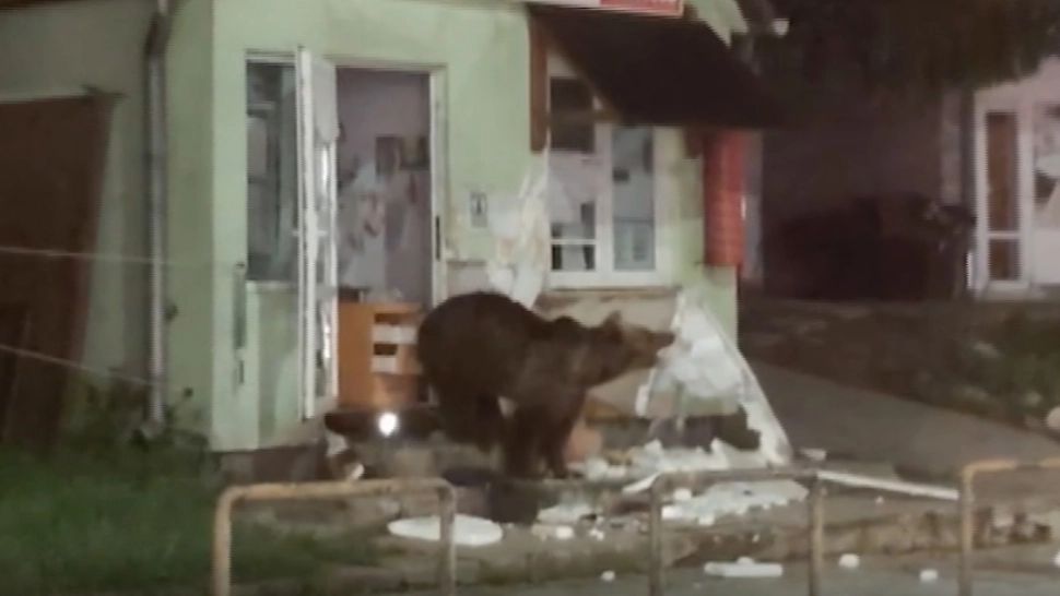 Alertă într-o stațiune turistică - Un urs a devastat un magazin VIDEO