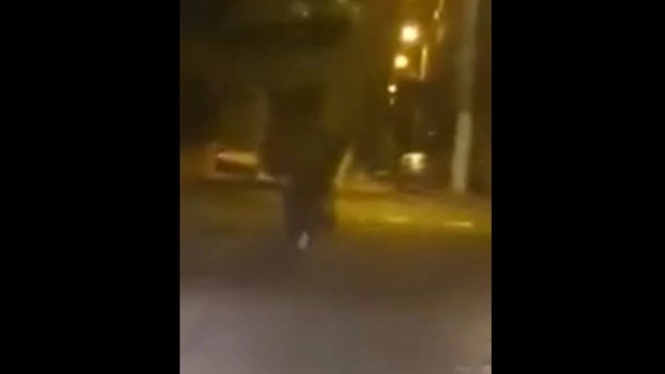 VIDEO Un urs aleargă pe străzile din Panciu, județul Vrancea
