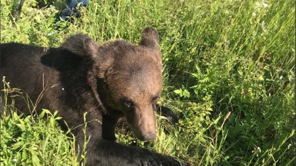 Copil de 9 ani, ATACAT de urs pe ulița satului. Jandarmii au alungat animalul în pădure