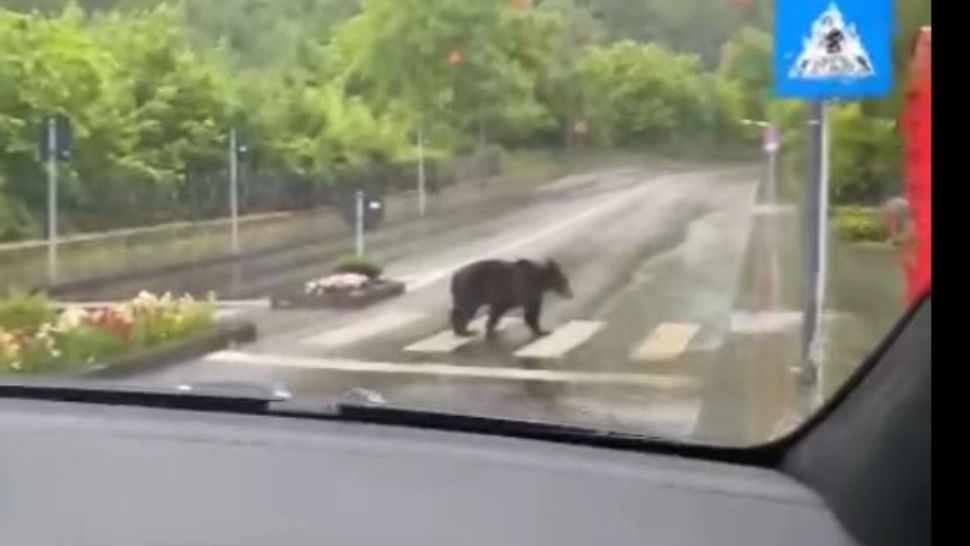 VIDEO | Un urs civilizat. A traversat strada pe la trecerea de pietoni
