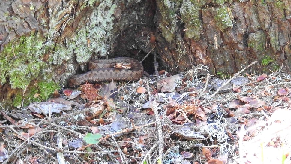 IMAGINI spectaculoase cu viperele din Retezat! Avertisment pentru turiști - Ce nu trebuie să facă sub nicio formă