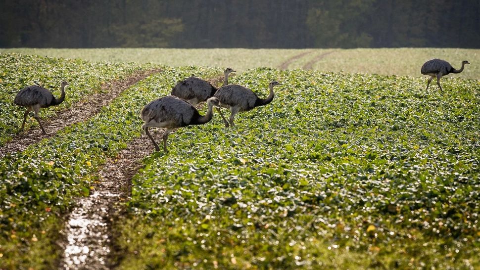 ALERTĂ în Germania! Sute de păsări exotice fac ravagii în recoltele fermierilor - Cum au ajuns aici din America de Sud
