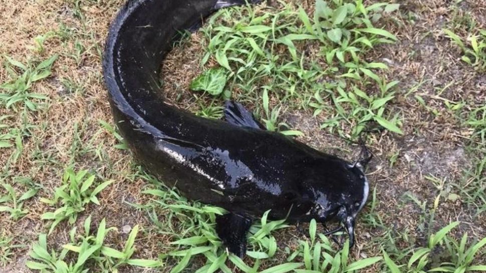 ALERTĂ în Delta Dunării! O specie invazivă de pește a fost descoperită. Oficial: "Nu e de joacă. Practic, mănâncă TOT"