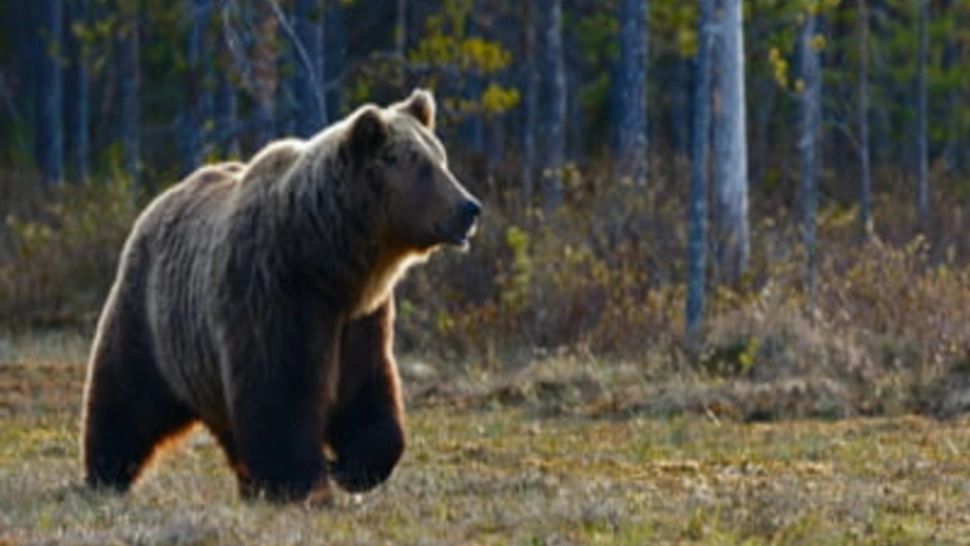 12 intervenții pentru îndepărtarea urșilor, în weekend: Locurile INEDITE unde au fost văzute animalele